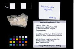 Foto (Objekt + Etikett) von Longodromites angustus (Reuss, 1858)  (NHMW-GEO-1990-0041-2600)